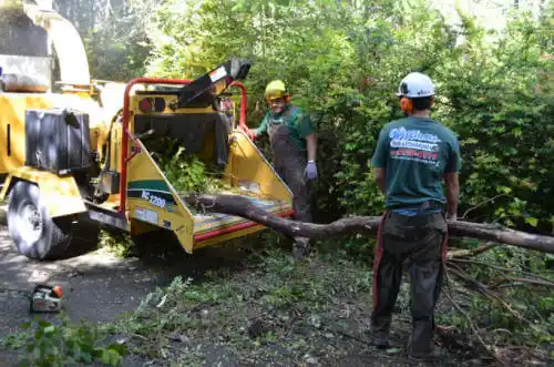 tree services Hillsboro Beach